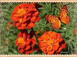 Открытки с бархатцами онлайн бесплатно. Открытки с бархатцами скачать.