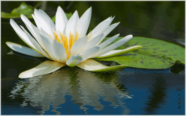 Открытки с водяными лилиями скачать бесплатно. Открытки с водяными лилиями он...