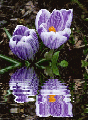 Открытки с крокусами скачать бесплатно. Открытки с крокусами онлайн.