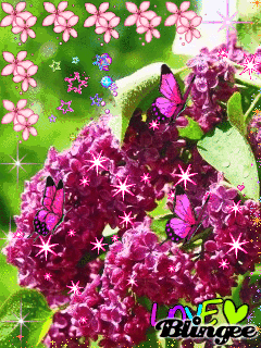 Открытки с розовой сиренью скачать бесплатно. Открытки с розовой сиренью онлайн.