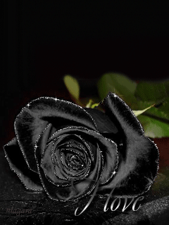 Открытки с черными розами скачать бесплатно. Открытки с черными розами gif.