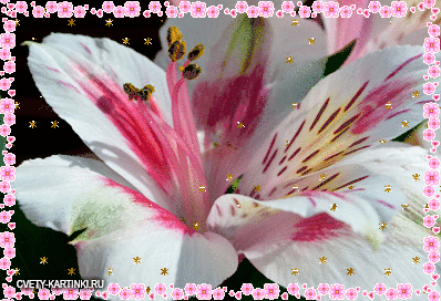 Открытки с альстромериями анимационные. Открытки с альстромериями скачать.