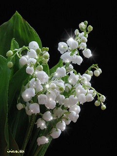 Открытки с ландышами скачать. Открытки с ландышами онлайн бесплатно.