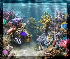 Открытки с подводным миром скачать. Открытки с подводным миром бесплатно.