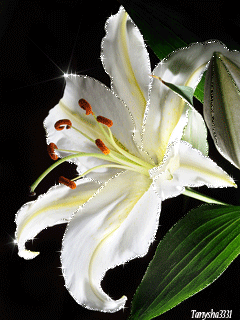 Открытки с белой лилией скачать бесплатно. Открытки с белой лилией gif.