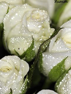 Открытки с белыми розами скачать бесплатно. Открытки с белыми розами онлайн.