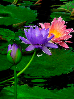 Открытки с водяными лилиями скачать бесплатно. Открытки с водяными лилиями он...