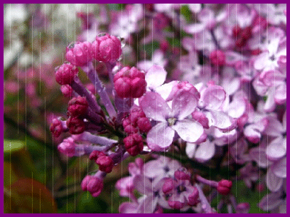 Открытки с розовой сиренью скачать бесплатно. Открытки с розовой сиренью онлайн.