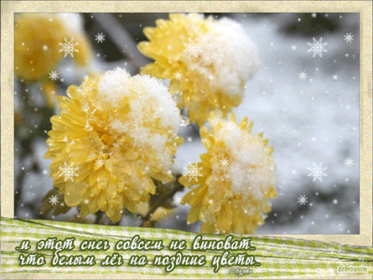 Открытки с хризантемами скачать бесплатно. Открытки с хризантемами онлайн.