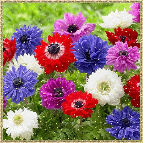 Открытки с анемонами скачать бесплатно. Открытки с анемонами онлайн.