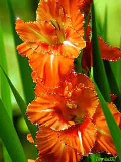 Открытки с гладиолусами скачать бесплатно. Открытки с гладиолусами анимационные.