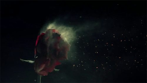 Открытки с лепестками цветов скачать бесплатно. Открытки с лепестками цветов ...