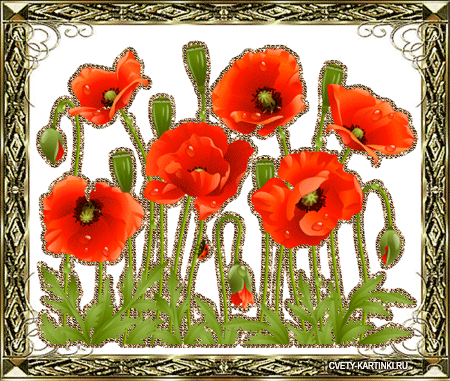 Открытки с маковым полем скачать бесплатно. Открытки с маковым полем онлайн.