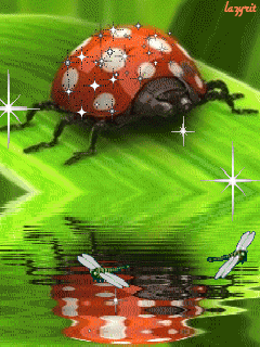 Открытки с божьей коровкой скачать бесплатно. Открытки с божьей коровкой онлайн.