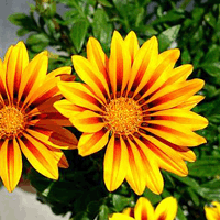 Открытки с гацаниями скачать бесплатно. Открытки с гацаниями онлайн.