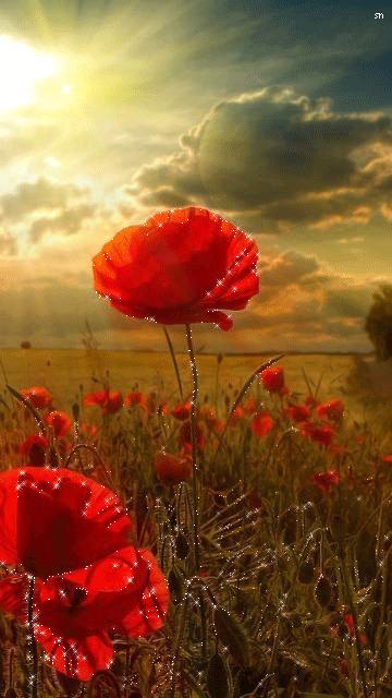 Открытки с маковым полем скачать бесплатно. Открытки с маковым полем онлайн.