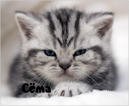 Открытки с именем Семён скачать бесплатно. С днём рождения Семён открытки.