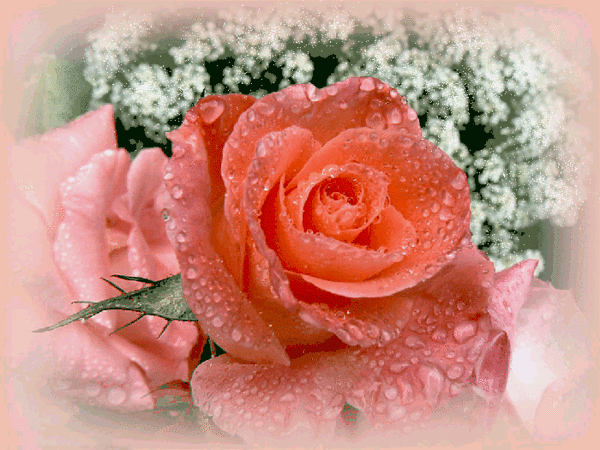 Открытки с росой на цветах скачать. Открытки с росой на цветах бесплатно.