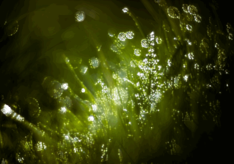 Открытки с росой на цветах скачать. Открытки с росой на цветах бесплатно.