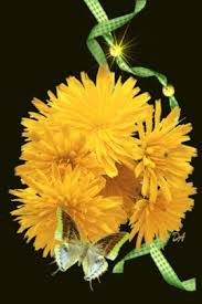 Открытки с желтыми одуванчиками скачать бесплатно. Открытки с желтыми одуванч...