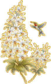 Открытки с белыми орхидеями скачать. Открытки с белыми орхидеями бесплатно он...