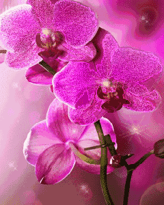 Открытки с розовыми орхидеями скачать бесплатно. Открытки с розовыми орхидеям...