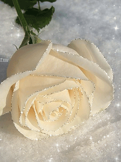 Открытки с белыми розами скачать бесплатно. Открытки с белыми розами онлайн.