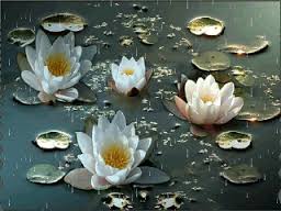 Открытки с водяными лилиями скачать бесплатно. Открытки с водяными лилиями он...