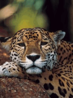 Открытки с леопардом скачать. Открытки с леопардом бесплатно.