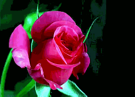 Открытки с распускающимися розами скачать бесплатно gif.      