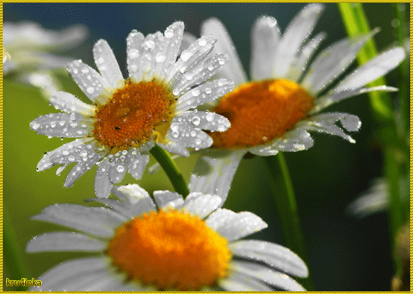 Открытки с ромашковым полем с анимациями. Открытки с ромашковым полем gif.