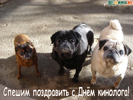 Открытки с днём кинолога скачать бесплатно. Открытки с днём кинолога 21 июня.