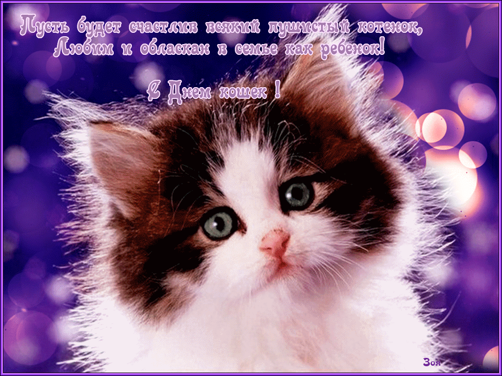 Открытки с Всемирным днём кошек с пожеланиями. Открытки с Всемирным днём коше...