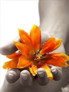 Открытки с оранжевыми лилиями скачать бесплатно. Открытки с оранжевыми лилиям...