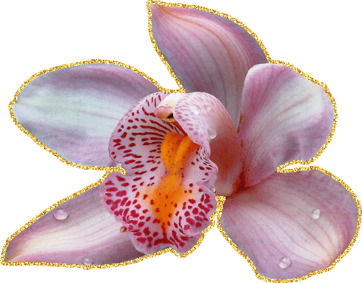 Открытки с розовыми орхидеями скачать бесплатно. Открытки с розовыми орхидеям...