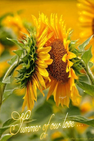 Открытки с подсолнухами скачать бесплатно. Открытки с подсолнухами gif.