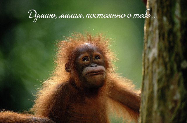 Скачать Открытки думаю о тебе бесплатно. Открытки думаю о тебе gif.