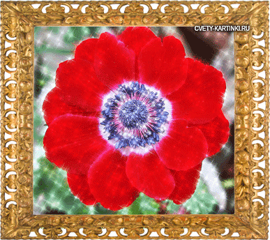Открытки с анемонами скачать бесплатно. Открытки с анемонами онлайн.