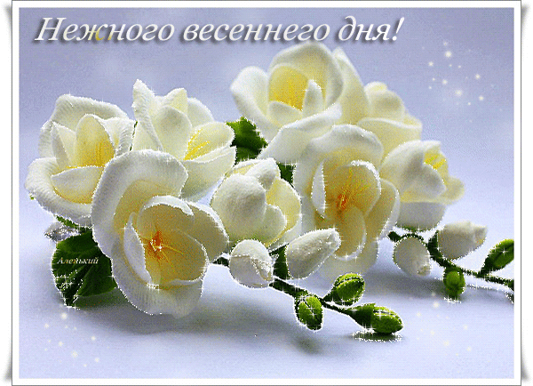 Открытки с фрезиями gif. Открытки с фрезиями скачать бесплатно.