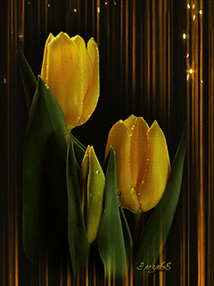Открытки с желтыми тюльпанами красивые. Открытки с желтыми тюльпанами с анима...
