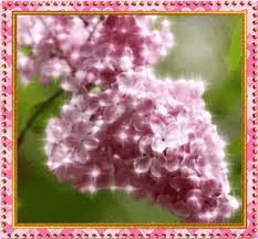 Открытки с розовой сиренью скачать бесплатно. Открытки с розовой сиренью онлайн.