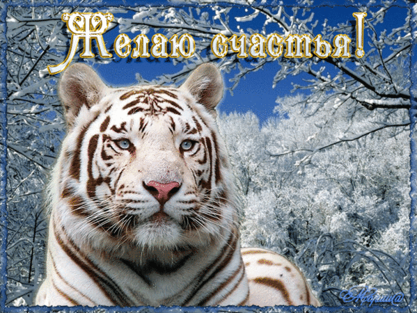 Открытки с белым тигром скачать. Открытки с белым тигром бесплатно.