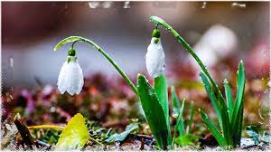 Открытки с подснежниками скачать бесплатно. Открытки с подснежниками gif.