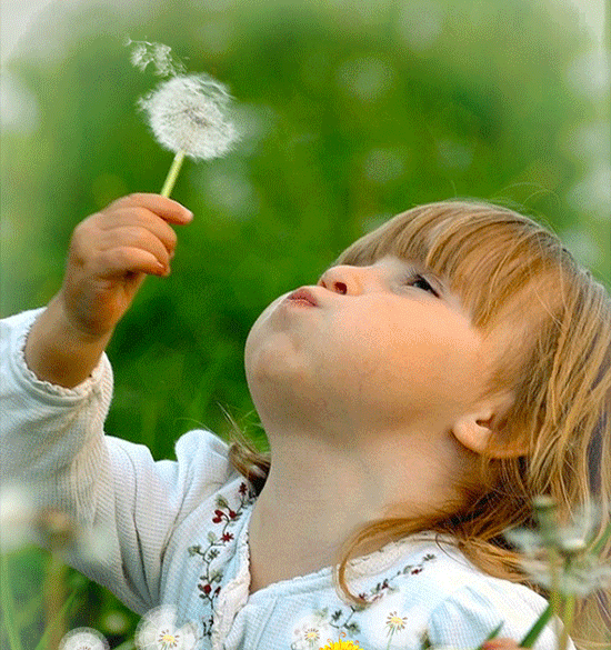 Открытки с белыми одуванчиками gif. Скачать открытки с белыми одуванчиками.