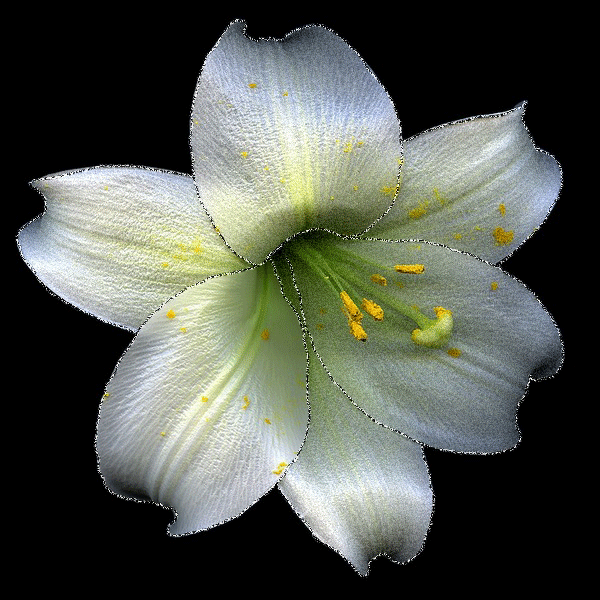 Открытки с белой лилией скачать бесплатно. Открытки с белой лилией gif.