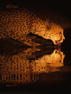 Открытки с леопардом скачать. Открытки с леопардом бесплатно.