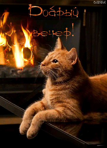 Гифки с пожеланиями сладких снов с котиками