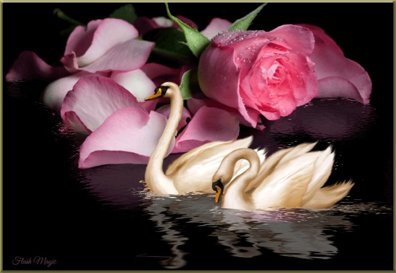 Открытки с лебедями скачать. Открытки с лебедями бесплатно. 