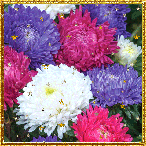 Открытки с астрами скачать бесплатно. Открытки с астрами онлайн.