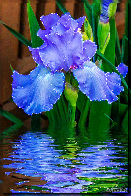 Открытки с ирисами скачать. Открытки с ирисами бесплатно онлайн.